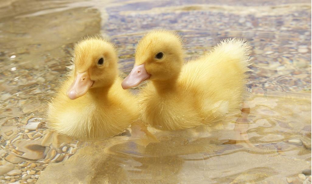 两只可爱的小鸭子正在河里游泳,嬉戏.